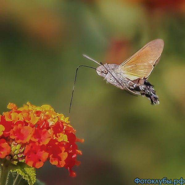 Butterfly flight speed of up to 54 km/h ...