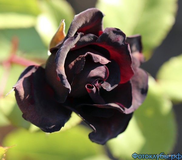 Черная роза.