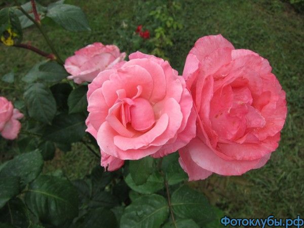 2014 06.02 11.21 розы.JPG