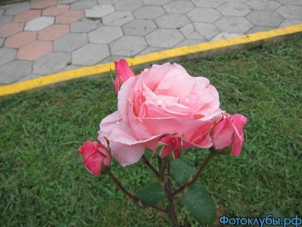 2014 06.02 11.20 роза.JPG