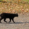 Чёрная кошка в сентябре