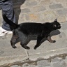 Майская чёрная кошка