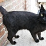 Ещё одна майская чёрная кошка