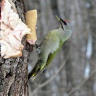 Зелёный дя́тел (лат. Picus viridis)