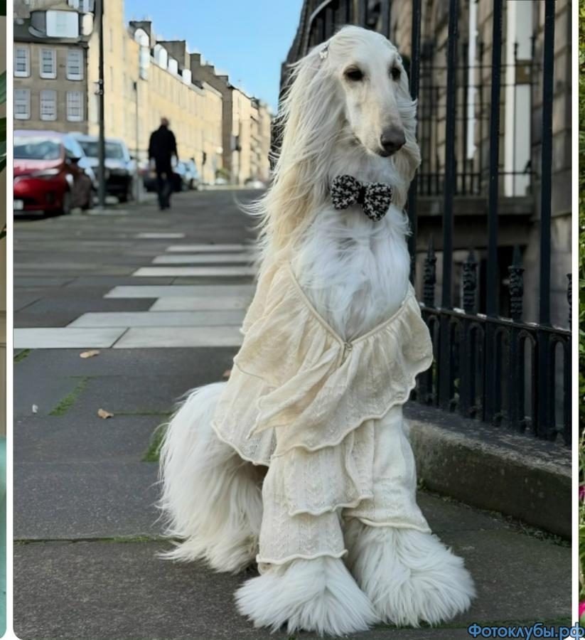 Показ мод от братьев наших меньших