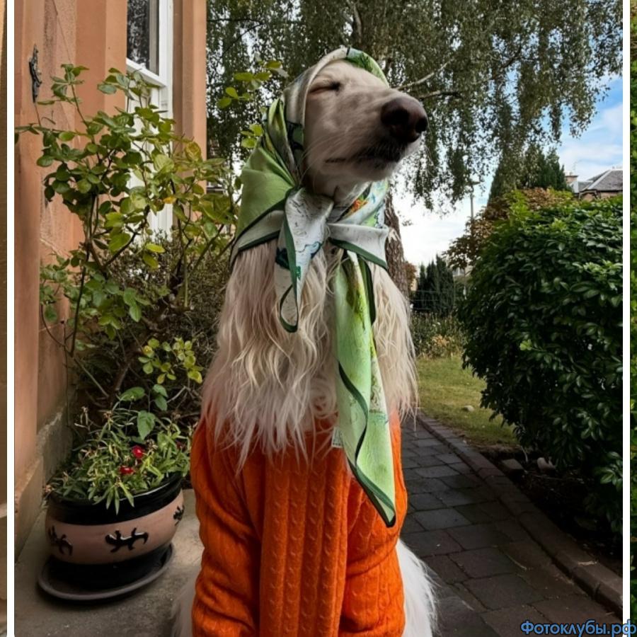 Показ мод от братьев наших меньших