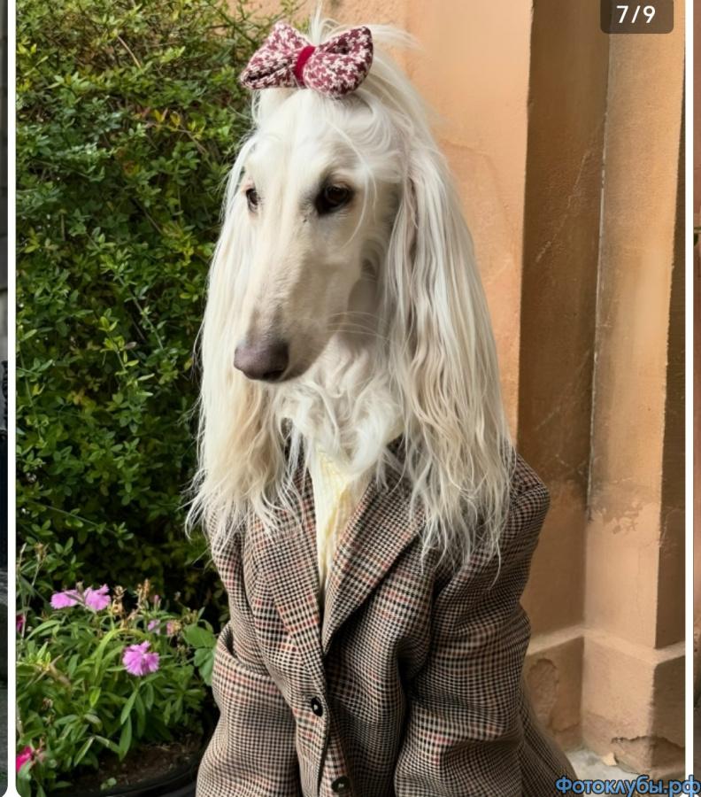 Показ мод от братьев наших меньших