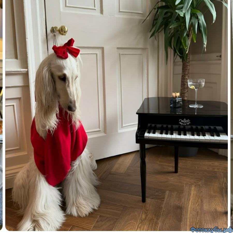 Показ мод от братьев наших меньших