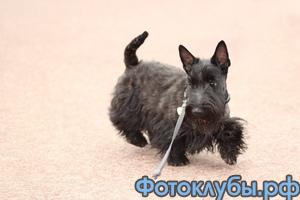 СКОЧИК