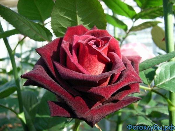 БАРХАТНАЯ РОЗА