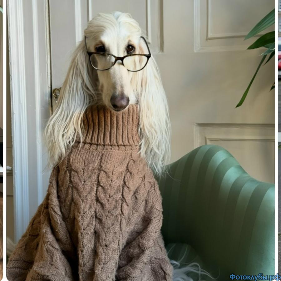 Показ мод от братьев наших меньших