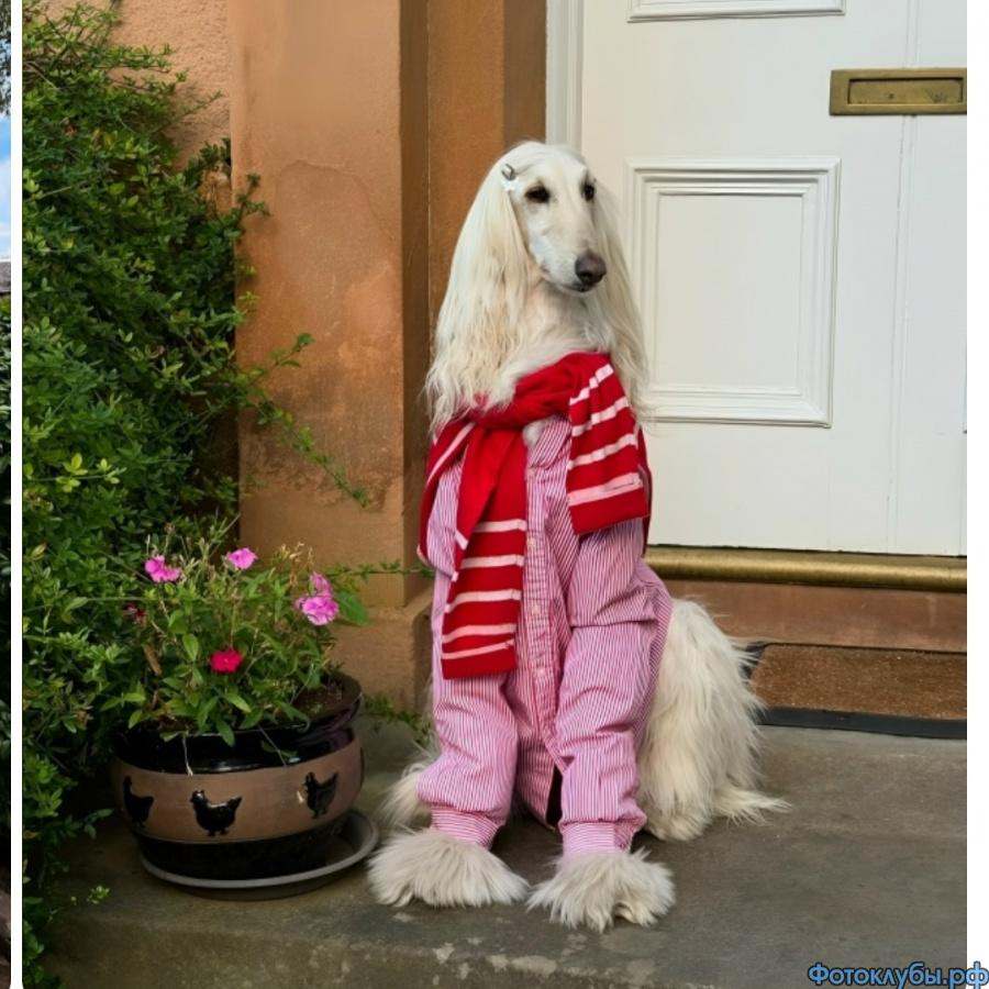 Показ мод от братьев наших меньших