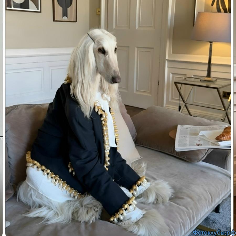 Показ мод от братьев наших меньших